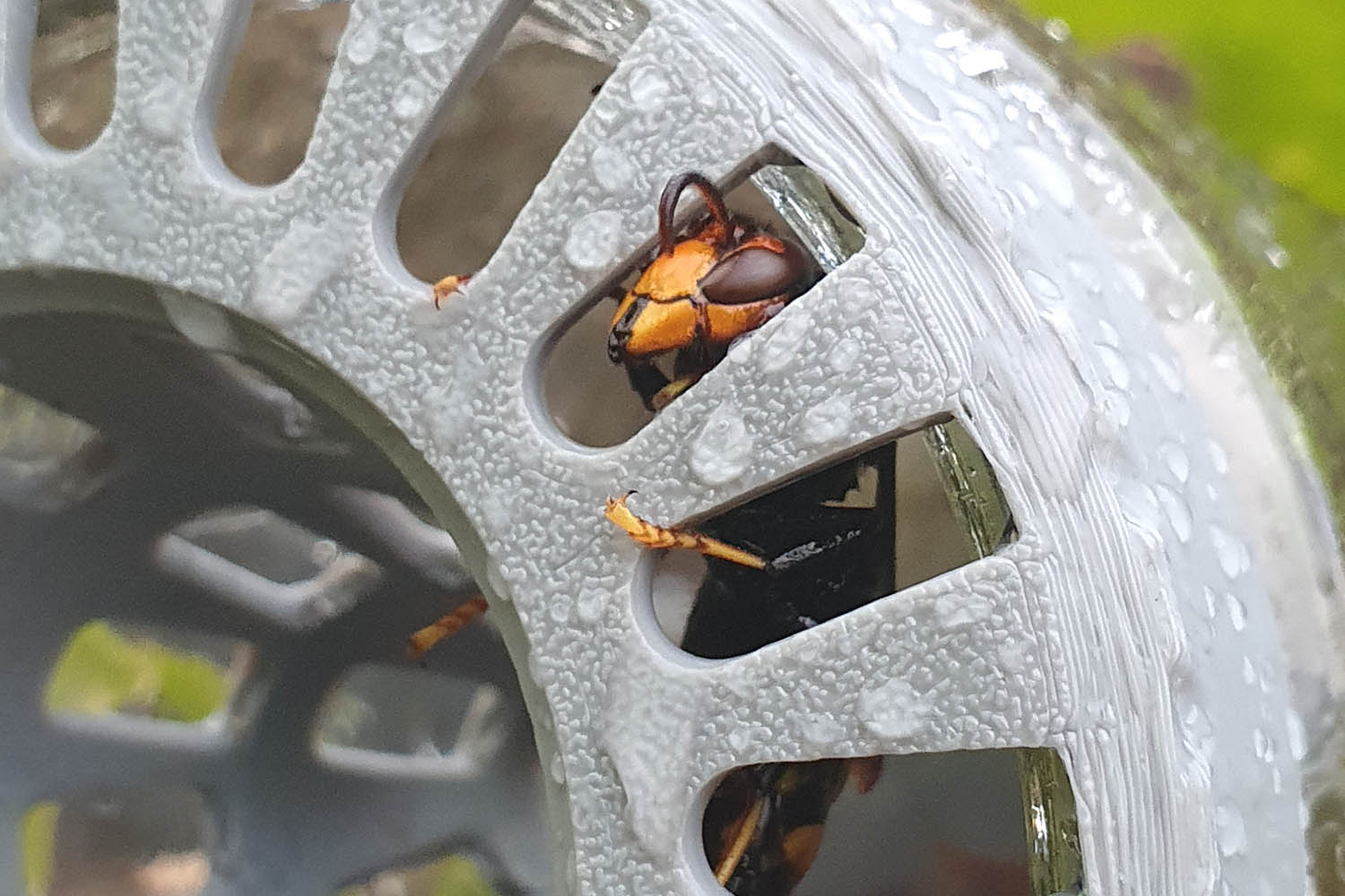 Frelon asiatique piégé