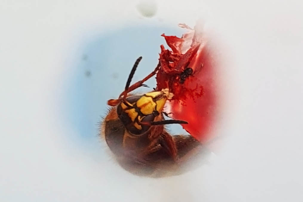 Frelon asiatique piégé